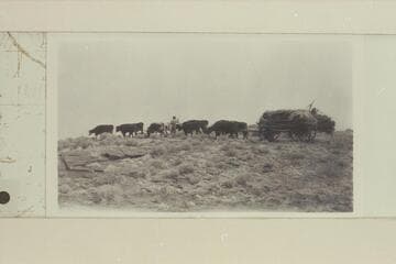 Spencer ox teams freighting between Nakai Canyon and Camp Ibex