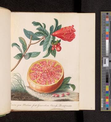 Lady Elizabeth Parker Fane botanical album 1765-1767