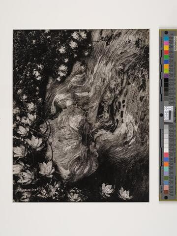 Stone Crop and Cypress Root, Point Lobos