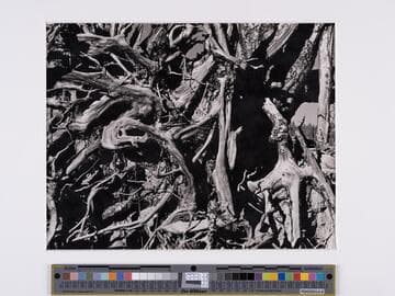 Uprooted Pine, Inyo National Forest