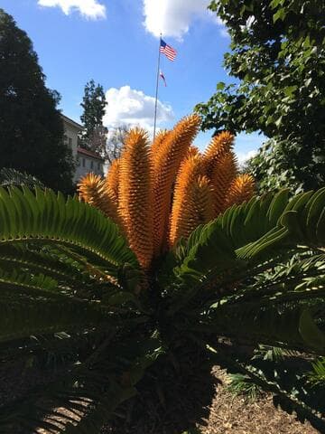 Encephalartos woodii