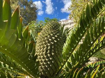 Encephalartos latifrons
