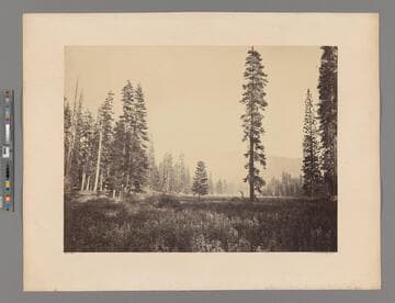 [Wawona Peak from Mariposa Grove, Yosemite]