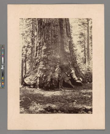 [Section of the Grizzly Giant with Galen Clark, Mariposa Grove, Yosemite]