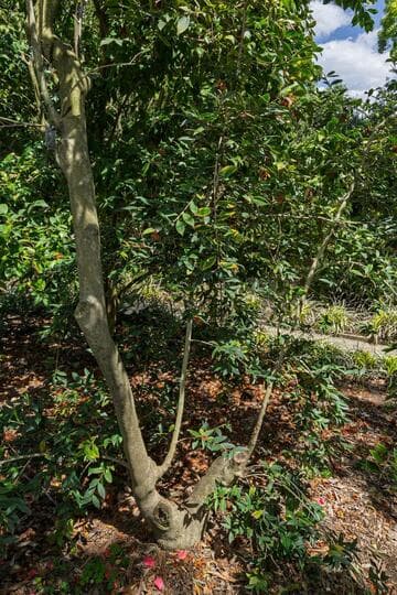 Camellia saluenensis