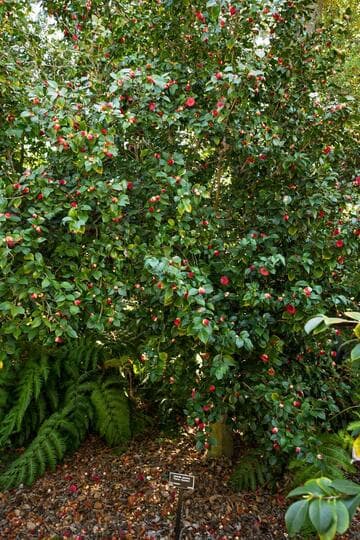 Camellia japonica 'Francis Saunders'