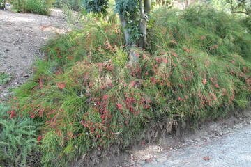 Russelia equisetiformis