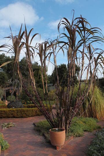 Saccharum officinarum