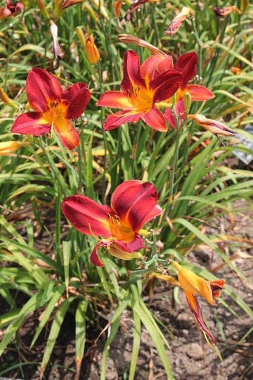 Hemerocallis 'Black Suave'