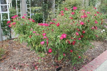 Rosa 'Miss Lowe's Variety'