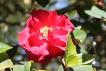Camellia 'Fire Chief'