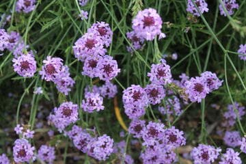 Verbena lilacina 'De la Mina'