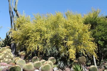 Cercidium floridum