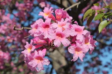 Tabebuia heptaphylla