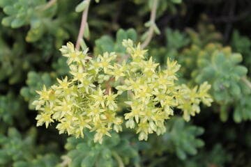 Sedum pachyphyllum