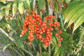 Chamaedorea microspadix