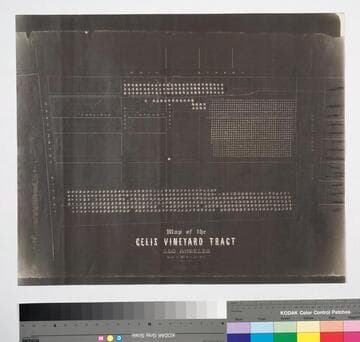 Celis Vineyard Tract