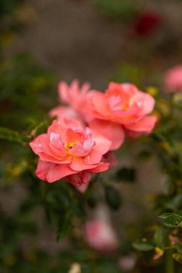 Rosa 'Passionate Kisses'