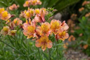 Alstroemeria 'Salmon'