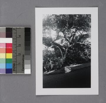 A tree in the  garden of Edwin Powell Hubble's home in San Marino, California