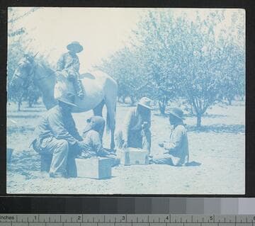 Indians hulling almonds. [Duplicate]