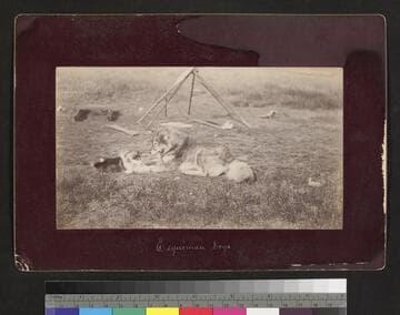 Esquimau dogs