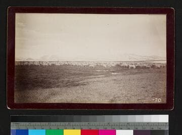 Herd of caribou grazing