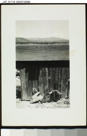 Heads of doe and of cow elk at one of the cow camps at Castle Rock