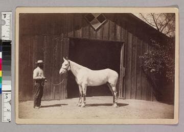 White carriage horse outside stable