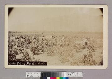 Grape picking, Cranks' ranch