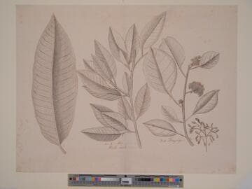 Study of Four Botanical Specimens