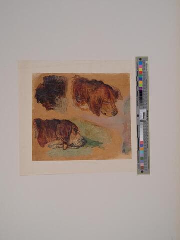 Two Studies of Bloodhounds