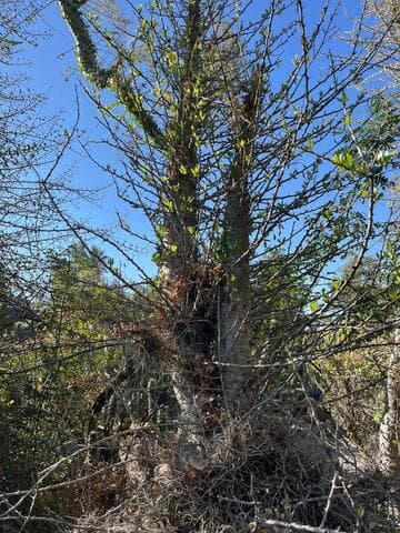 Fouquieria columnaris