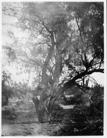 Yaqui hung to a tree. Part of skeleton still hanging, Mexico
