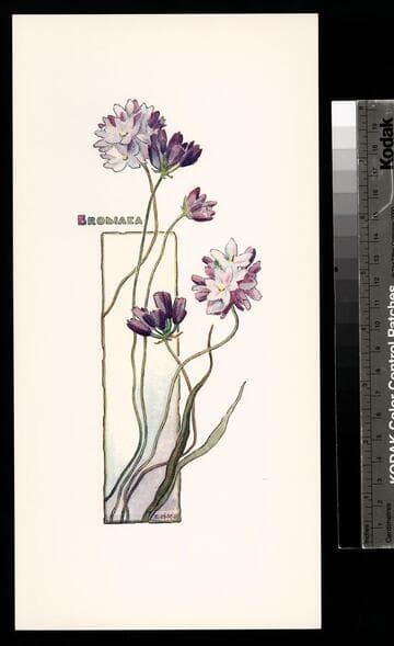 California wild flowers. : 12 reproductions in natural colors from water-color drawings