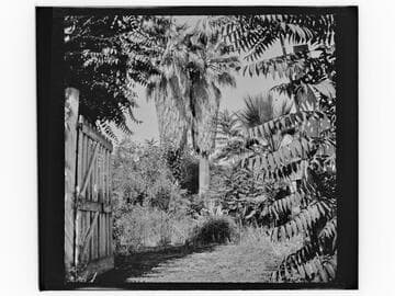 Two palm trees and garden at Wozencraft residence, San Bernardino