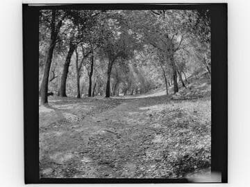 Path through grove of trees