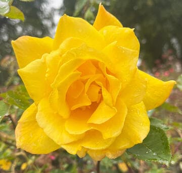 Rosa 'Summer Sunshine'