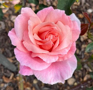 Rosa 'Apricot Queen'