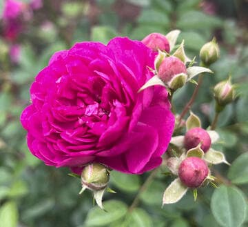 Rosa 'Sweet Chariot'