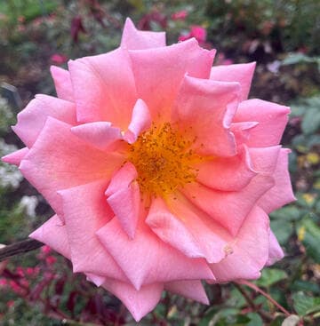Rosa 'Mrs. Sam McGredy'