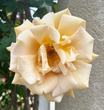 Rosa 'Butterscotch'