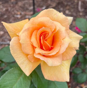 Rosa 'Carol Burnett'