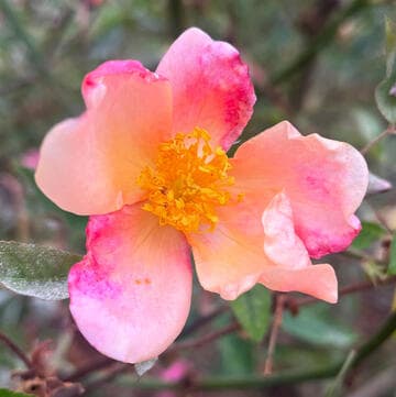 Rosa 'Mutabilis'