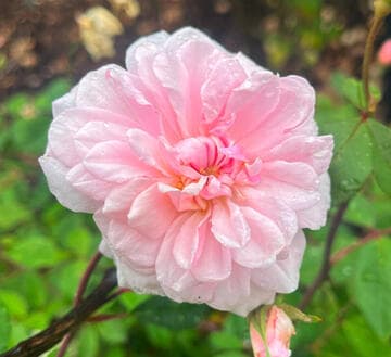 Rosa 'Mlle. Cécile Brunner'