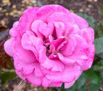 Rosa 'Barbra Streisand'