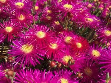 Lampranthus