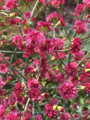 Eriogonum grande var. rubescens