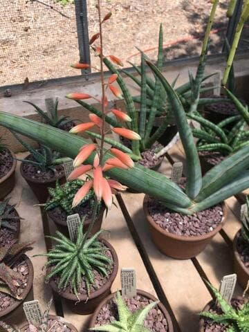 Aloe 'Fiesta'
