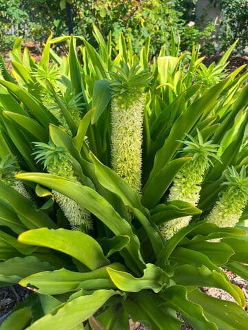 Eucomis 'Tugela Jade'